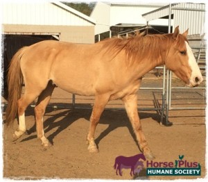 horse shelter