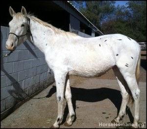 horse rescue