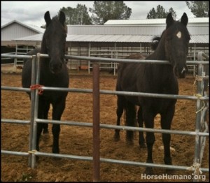 horse shelter