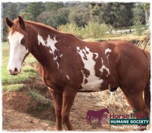 horse rescue