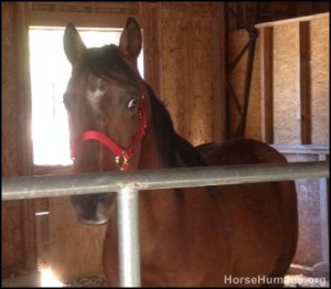 horse rescue