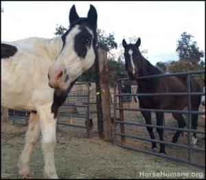 horse rescue