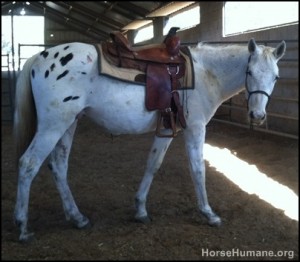 horse shelter