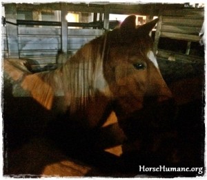 horse rescue