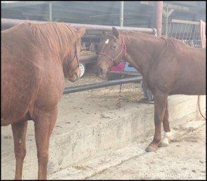 horse shelter