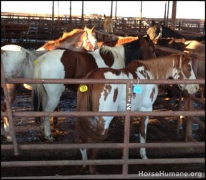 horse rescue