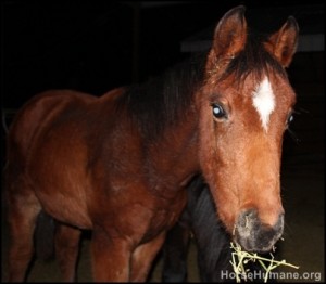 horse rescue