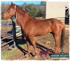 horse shelter