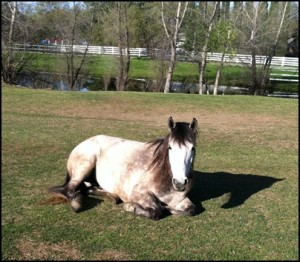 horse rescue