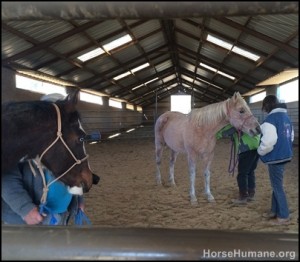 horse shelter