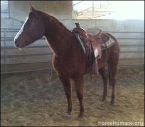 horse shelter