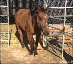 horse rescue