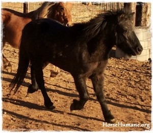horse rescue