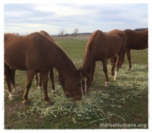 horse shelter
