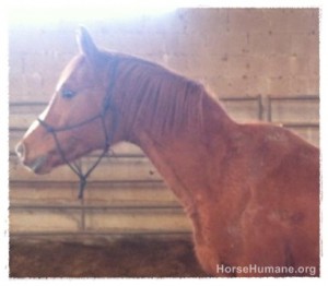 horse shelter