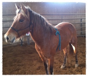 horse rescue