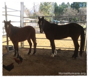 horse shelter