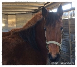 horse shelter