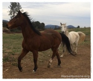 horse shelter