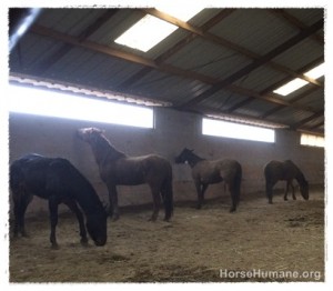 horse shelter