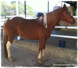horse shelter