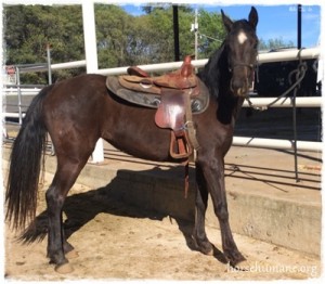 horse shelter