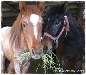 horse rescue