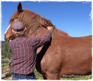 horse shelter