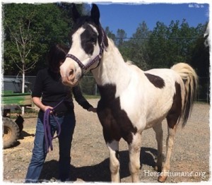 horse rescue