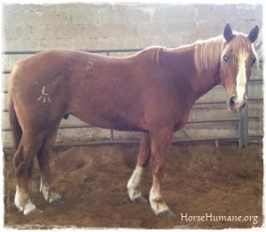 horse rescue