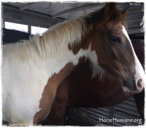 horse rescue