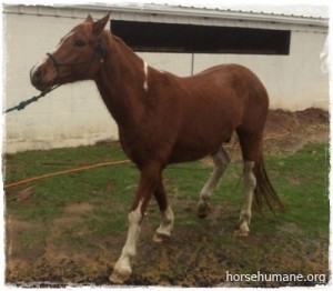 horse shelter