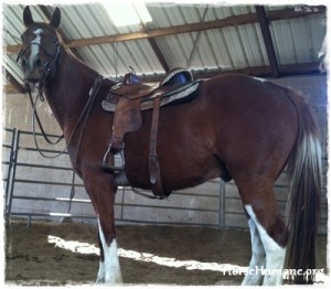 horse rescue