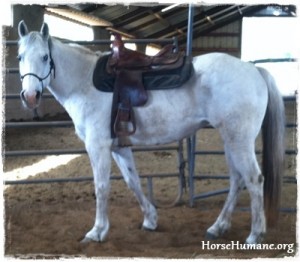 horse shelter