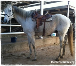 horse shelter