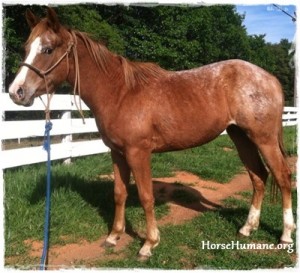 horse shelter