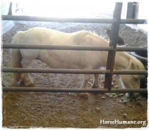 horse shelter
