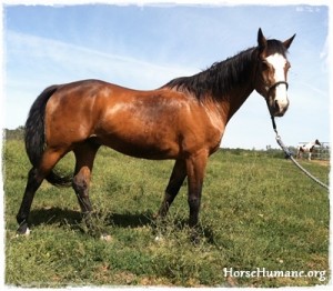 horse shelter