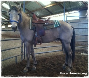 horse rescue