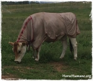horse shelter