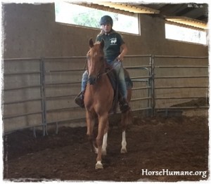 horse rescue