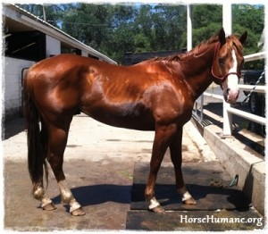 horse rescue