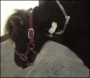 horse shelter