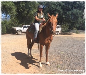 horse rescue