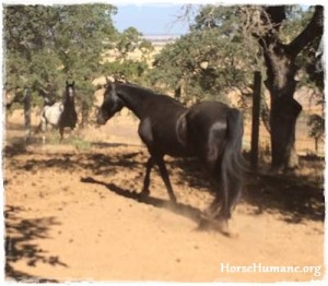 horse shelter