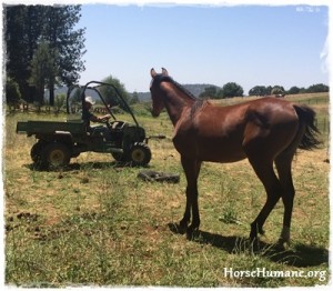 horse rescue