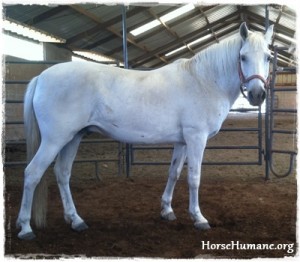 horse shelter