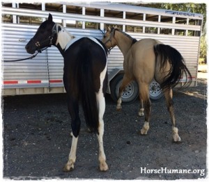horse shelter