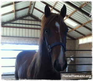 horse shelter