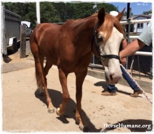 horse rescue